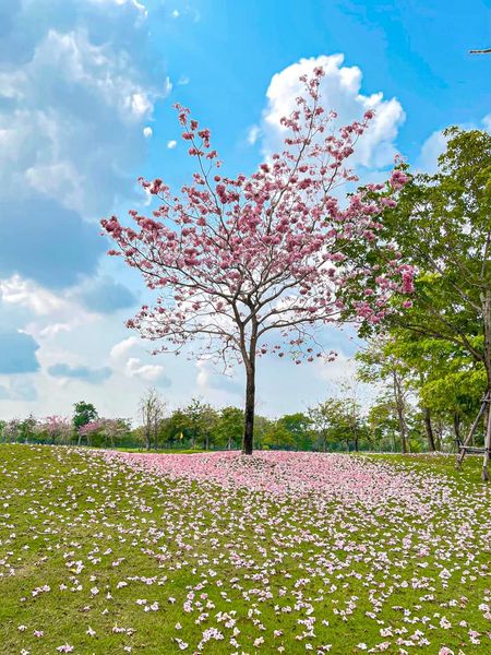 สนามกอล์ฟ กบินทร์บุรี สปอร์ตคลับ Kbsc flower tree and nature