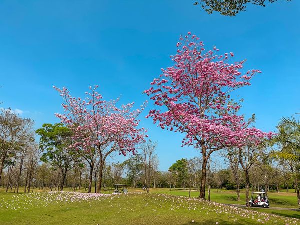 สนามกอล์ฟ กบินทร์บุรี สปอร์ตคลับ Kbsc 1 person flower tree and nature