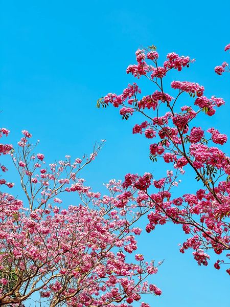 สนามกอล์ฟ กบินทร์บุรี สปอร์ตคลับ Kbsc flower tree and nature