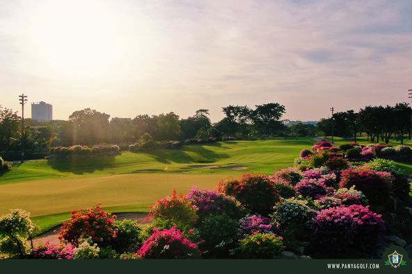 flower tree nature and golf course