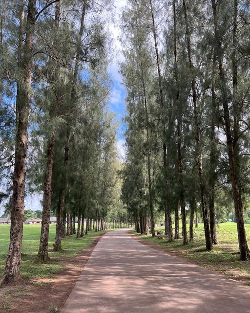 The Pine Golf Club road grass nature and tree