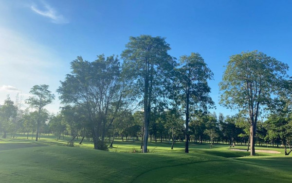 The Pine Golf Club 1 person nature golf course grass and tree