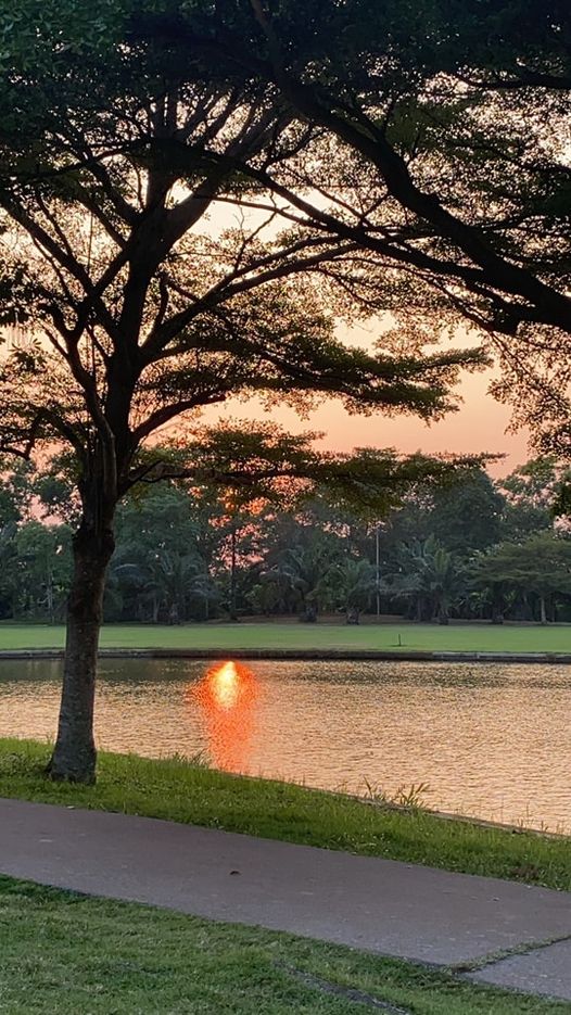 The Pine Golf Club nbsp tree twilight grass body of water and golf course