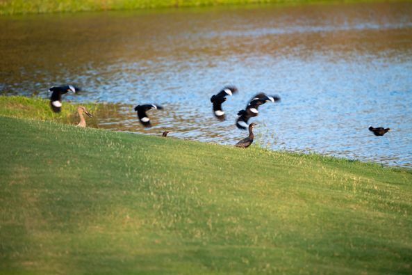 Nikanti Golf Club Nakhon Pathom nbsp wading bird and goose