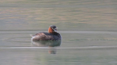 เป็ดผี(Little Grebe)