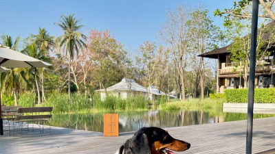 Let your four-legged buddy see a new side of the world, and have a delightful time with them.  Captured by Khun @tiara.dachshund Don’t forget to share us @kirimaya_khaoyai your moment!