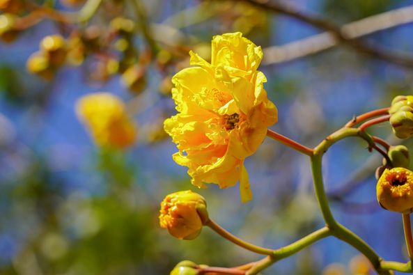 Wangjuntr Golf Park flower and nature