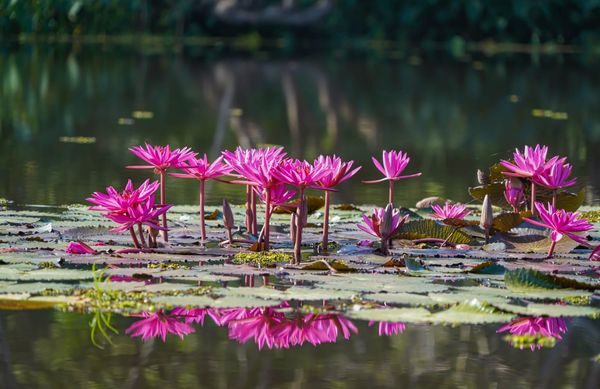 Wangjuntr Golf Park flower nature and body of water