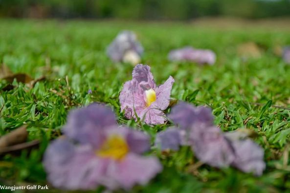 Wangjuntr Golf Park flower and nature