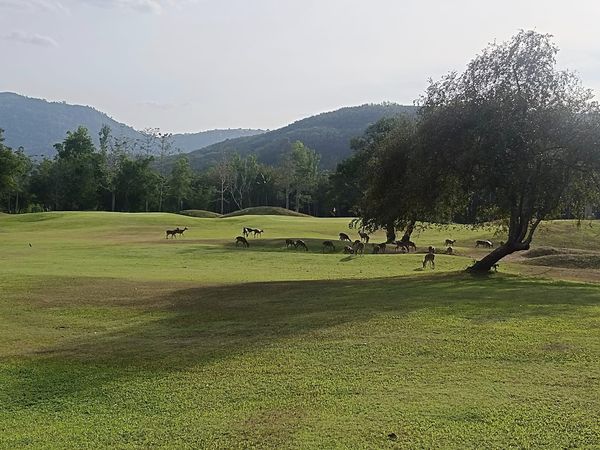 Wangjuntr Golf Park 1 person grass golf course and nature