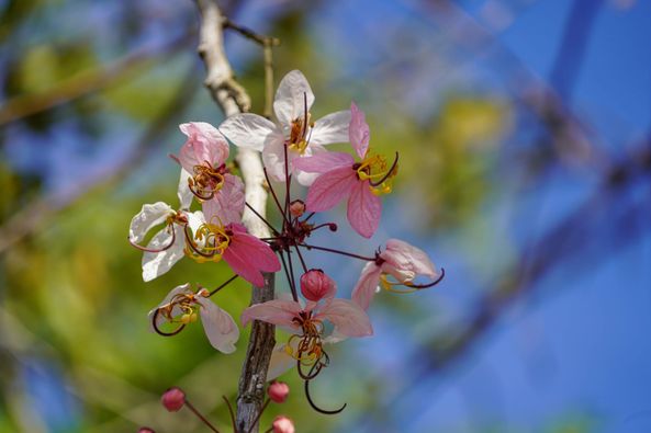 Wangjuntr Golf Park May be a closeup of flower and nature-5