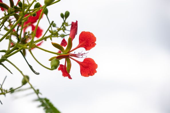 Chatrium Golf Resort Soi Dao Chanthaburi May be a closeup of flower and nature