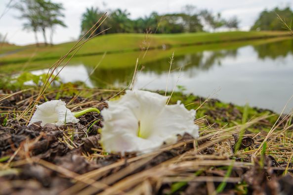 Wangjuntr Golf Park flower and nature