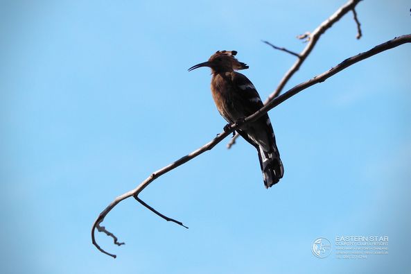 Eastern Star Country Club amp Resort bird and nature