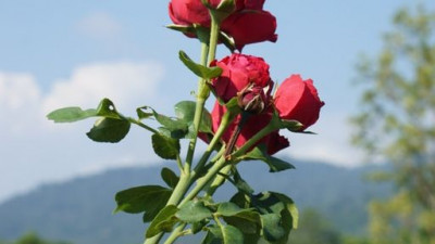 Look who's blossoming in our garden! #ChatriumSoiDa