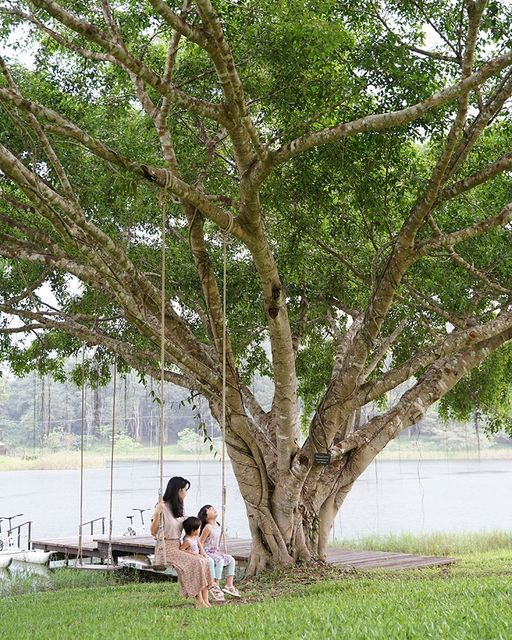 Chatrium Golf Resort Soi Dao Chanthaburi 2 people child and Angel Oak tree