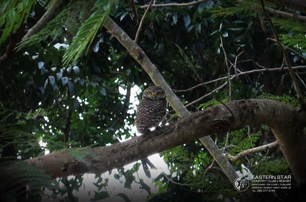 Eastern Star Country Club amp Resort nbsp hornbill owl and kookaburra