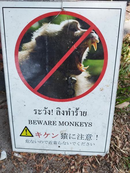 Bangpra Golf Club and Resort nbsp slow loris and ระวัง ลิงทำร้าย BEWARE MONKEYS