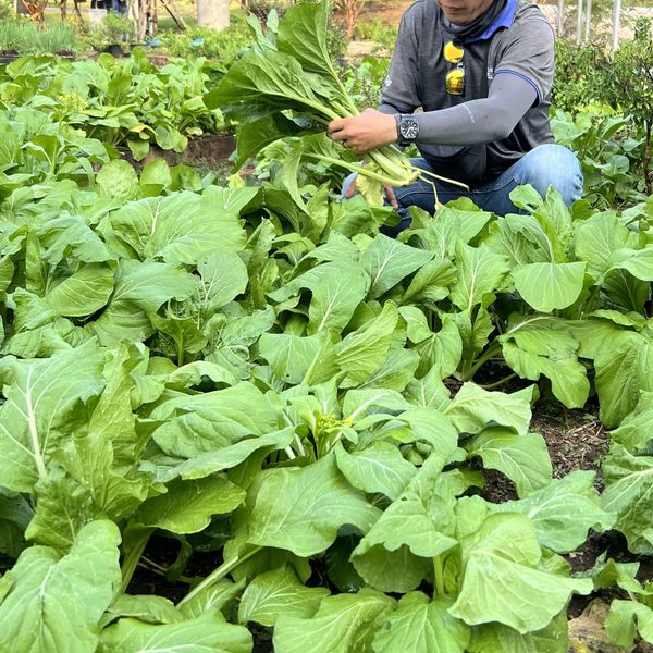 Chatrium Golf Resort Soi Dao Chanthaburi nbsp 1 person chard and collard greens-3