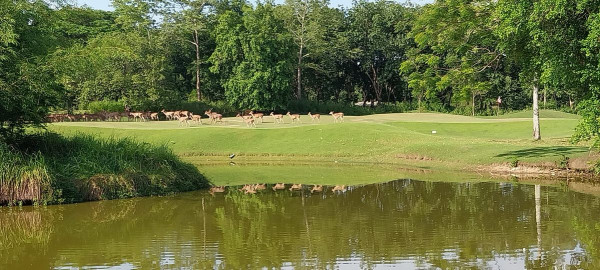 Wangjuntr Golf Park nbsp กอล์ฟ นกกระทุง นกลุยน้ำ ห่าน หงส์ รถกอล์ฟ พื้นหญ้า และ สนามกอล์ฟ