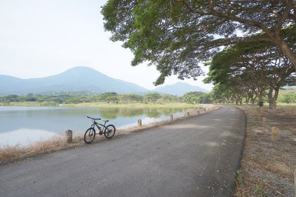 bicycle lake nature tree and road