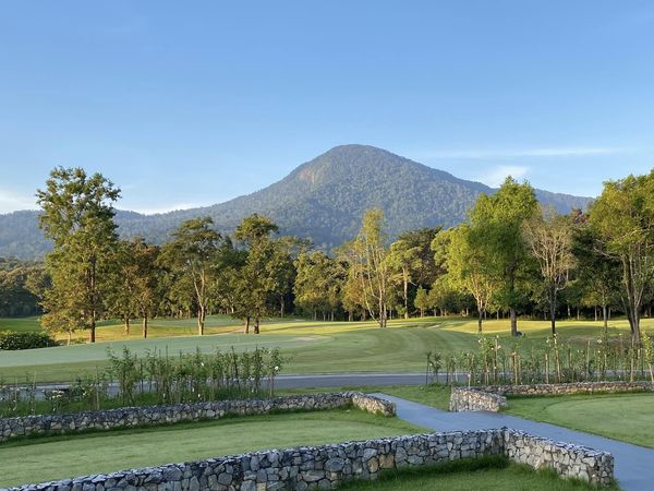 grass tree nature and golf course