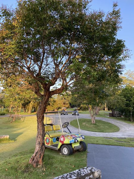 tree and grass