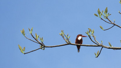 A bird sitting on a tree