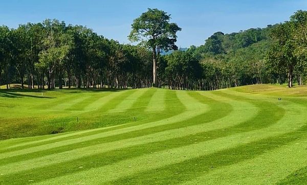 Blue Canyon Country Club golf course tree and grass