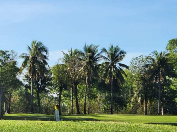 palm trees sky nature and grass