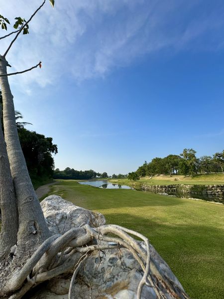 Blue Sapphire Golf and Resort nbsp tree